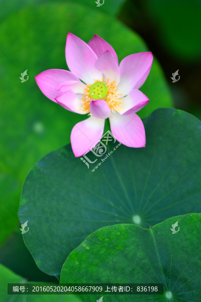 荷花,荷葉
