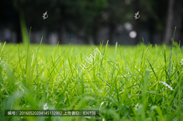 綠草