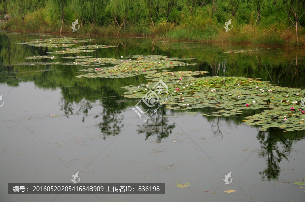 濕地公園