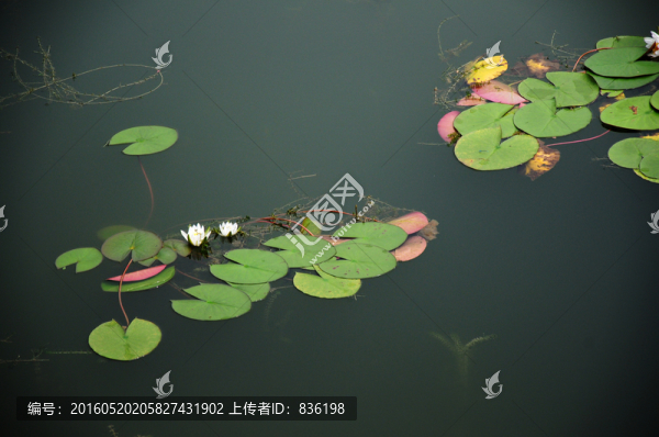 荷葉