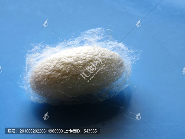 蠶繭高清