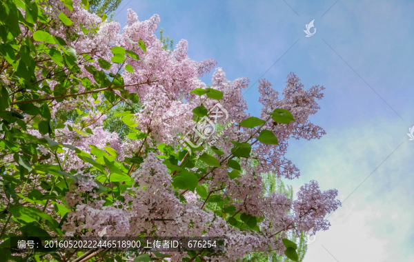 紫丁香