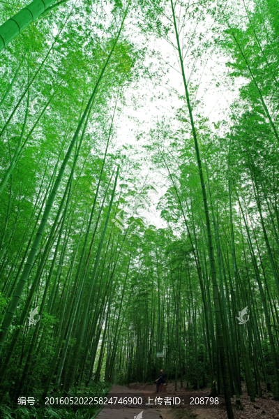 竹林