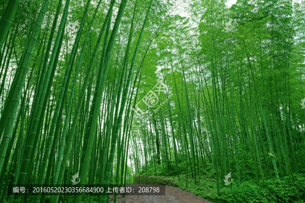 竹林