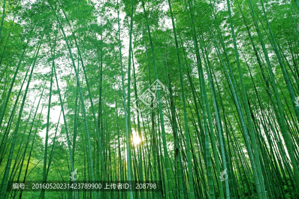 陽光竹林