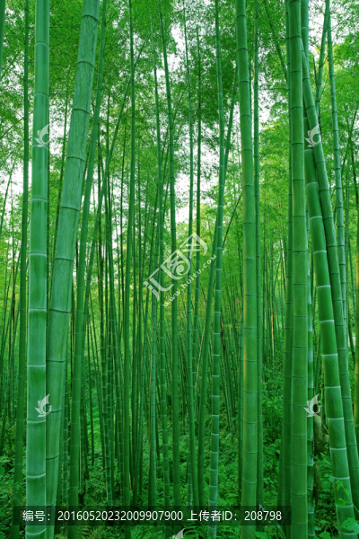 竹林