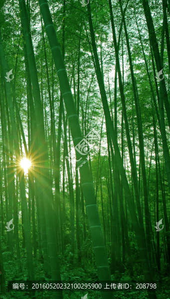 陽(yáng)光竹林