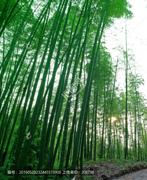 陽光竹林
