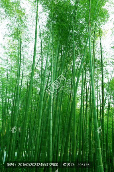 竹子