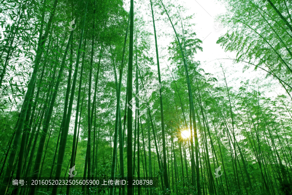 陽光竹林