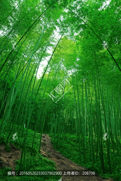 竹林