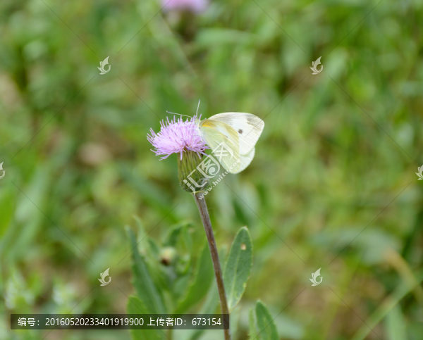 蝴蝶