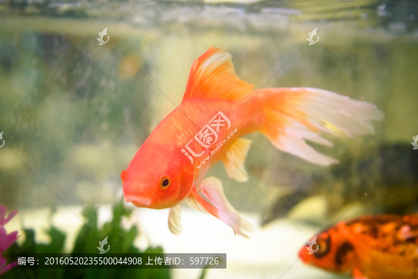 金鯽魚(yú)