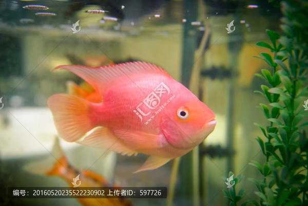 鸚鵡魚