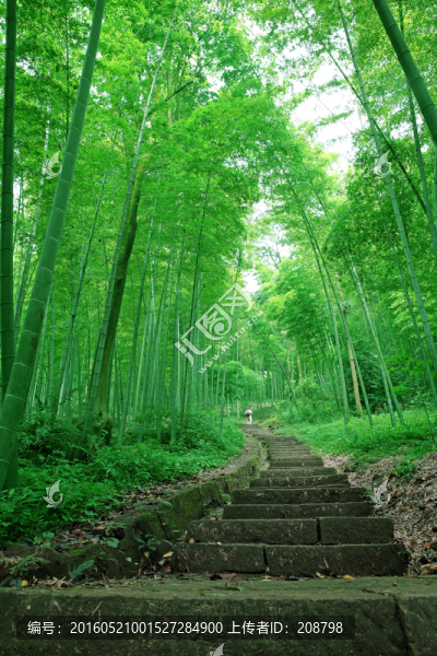 竹林