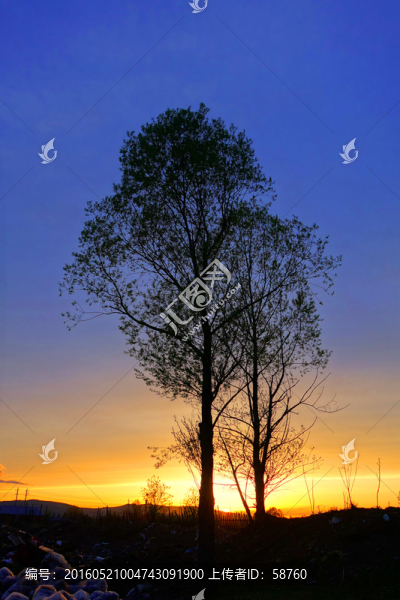 樹木夕陽