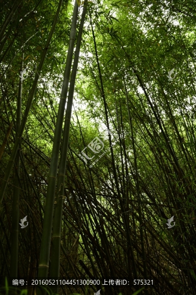 竹林,竹海