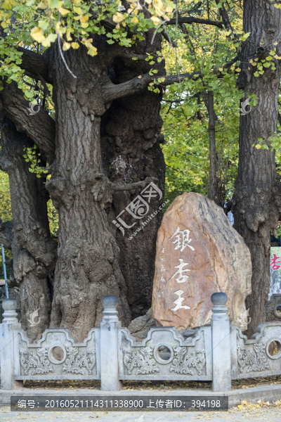 騰沖銀杏王
