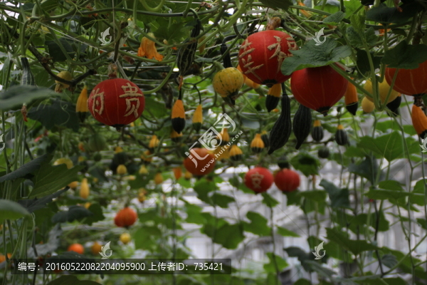 瓜