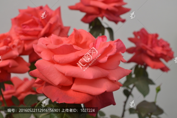 月季花