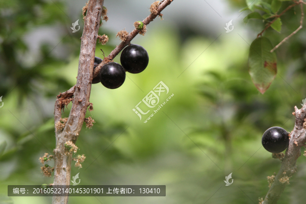 嘉寶果