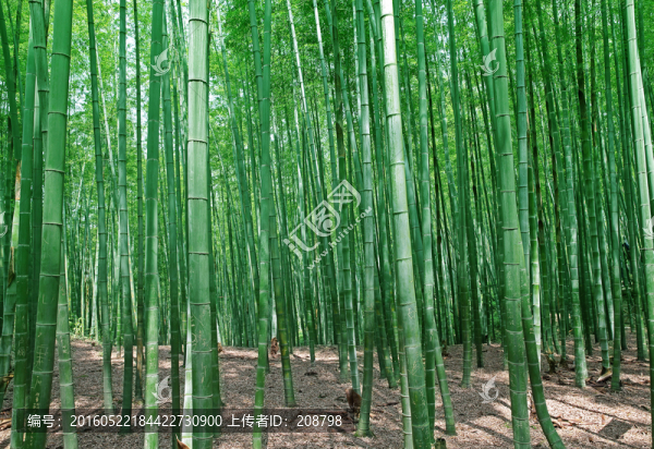 竹林
