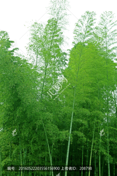 竹林