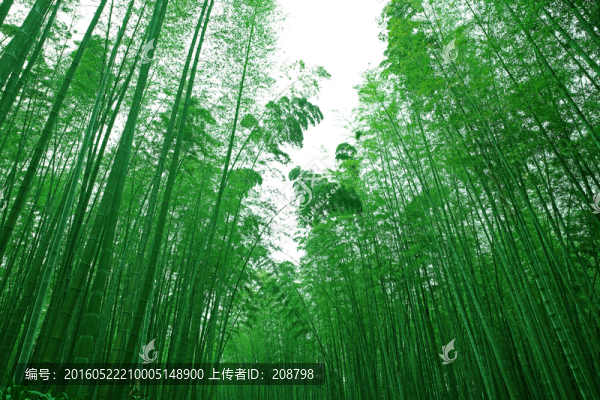 竹林