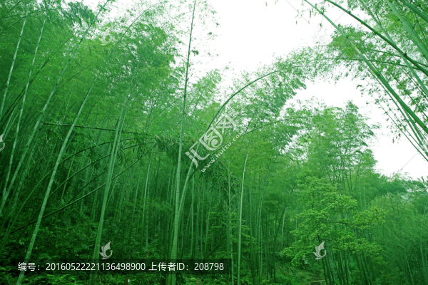 竹子