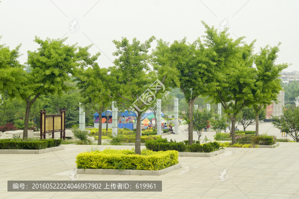 綠色銀杏樹(shù)