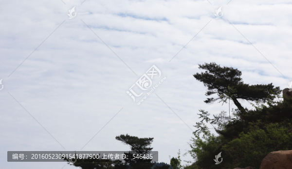 泰山松