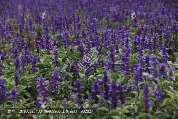 薰衣草