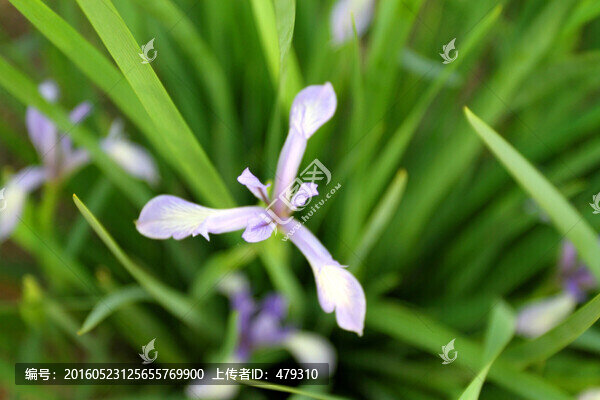 蘭花,蘭草,花卉,春天,綠色