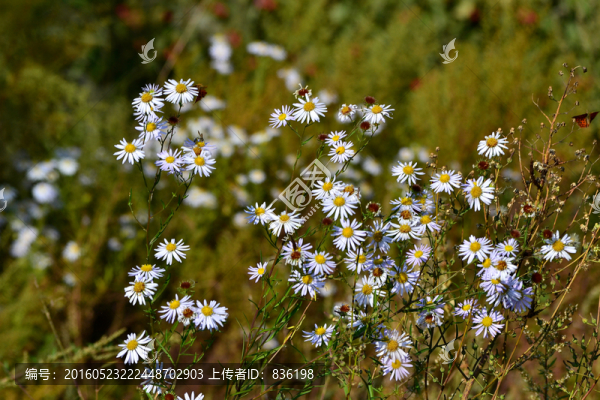 野菊花