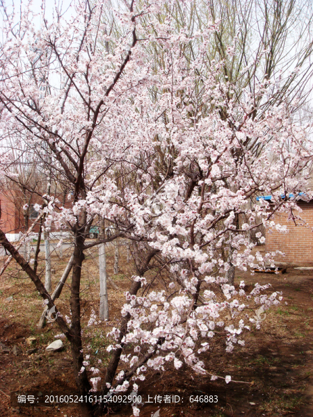 樹上花