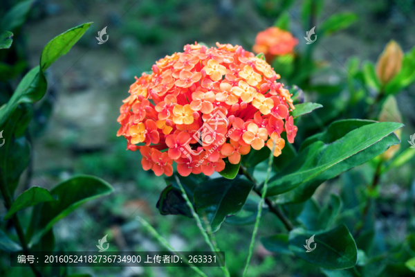 龍船花