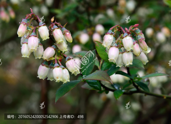 藍(lán)莓花