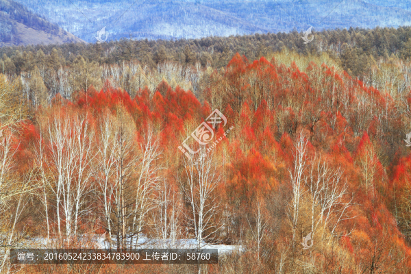 林海雪原紅柳雪景