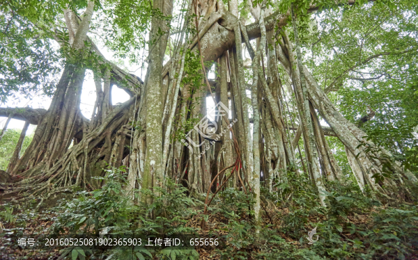 榕樹氣根