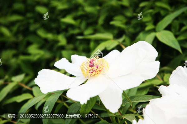 牡丹花,花卉,植物