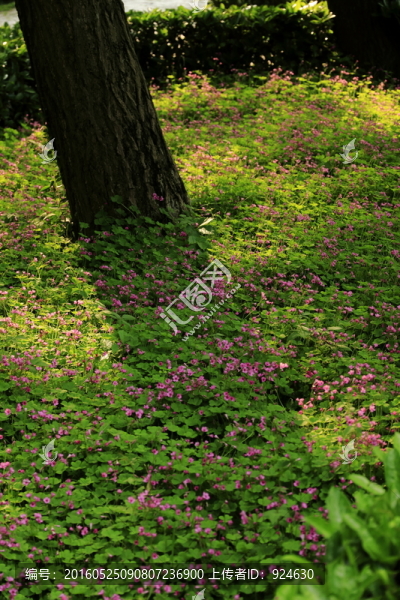 三葉草開花