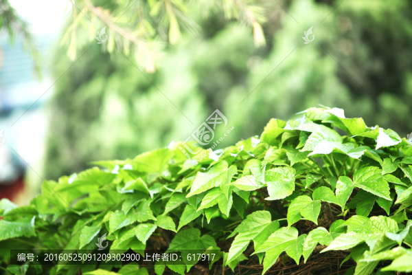 爬墻虎,綠色植物,素材
