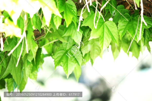 樹葉,植物