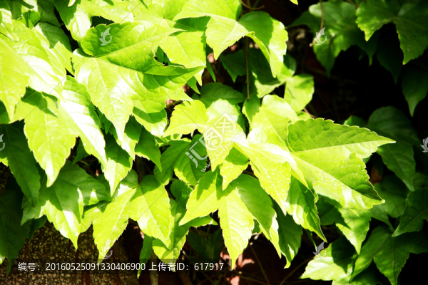 樹葉,植物