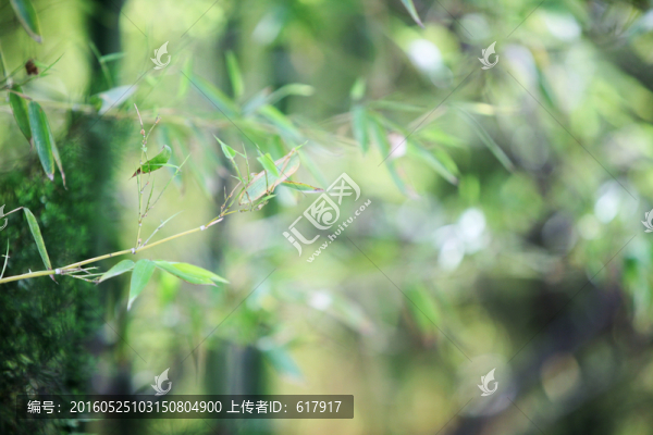 竹子