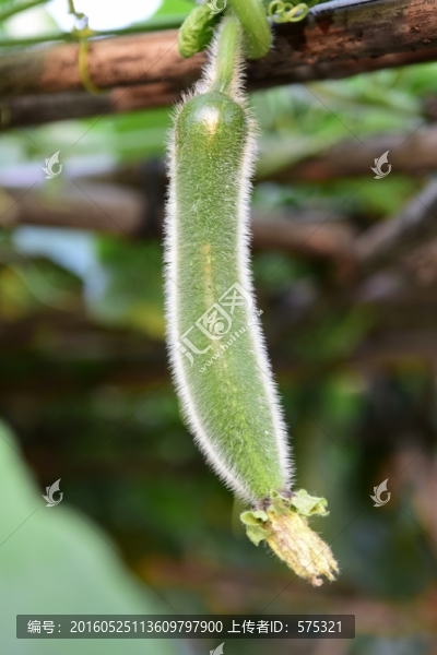絲瓜