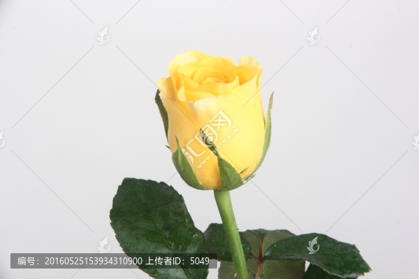 黃玫瑰