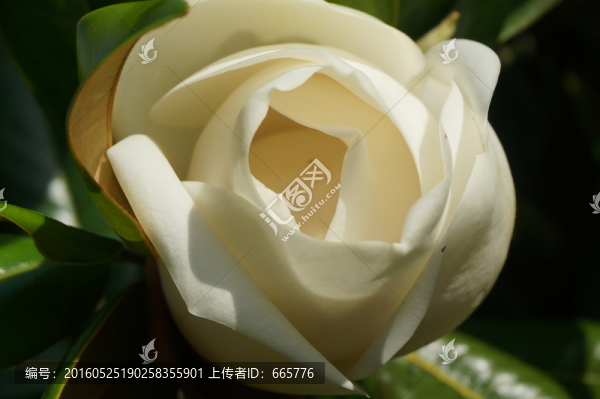 白玉蘭