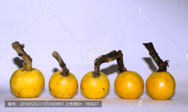 枇杷