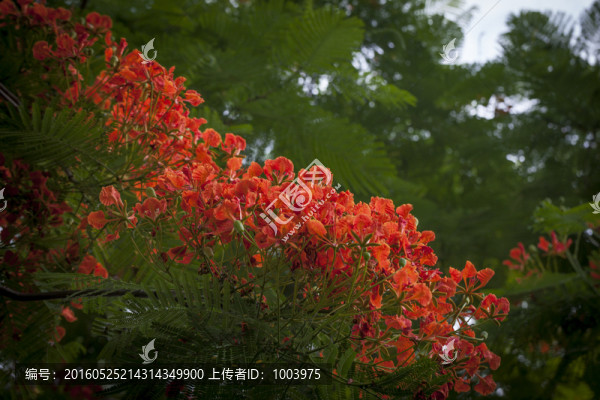 鳳凰花